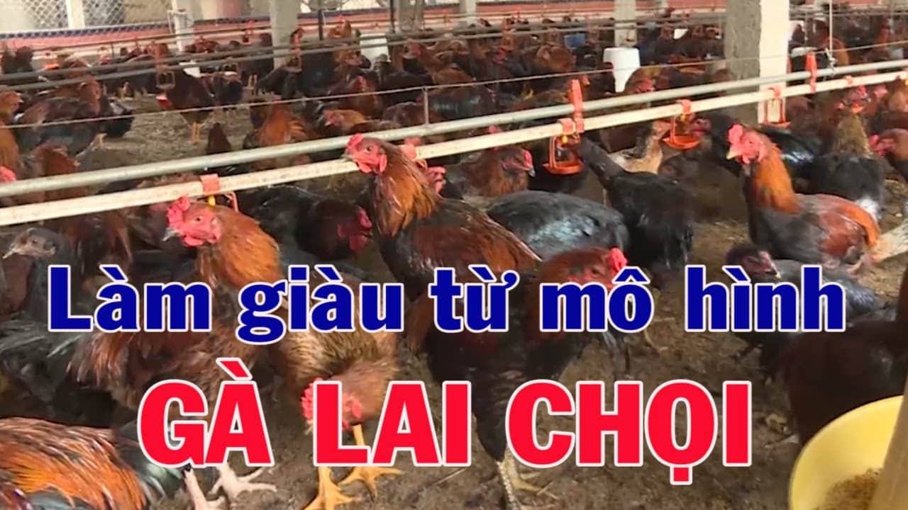 Nuôi Gà Ta Lai Gà Nòi Làm Giàu Không Khó